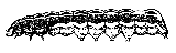 Southern armyworm larva